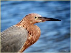 a close up of a bird with water in the backgrounnd and blue sky in the background