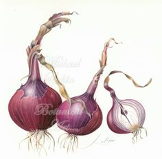 an image of two onions on a white background with the word,'garlic'written below it