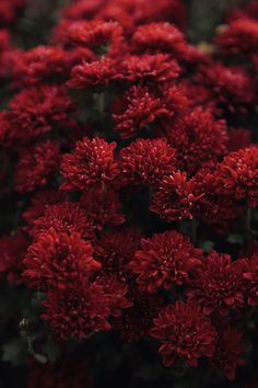 a bunch of red flowers that are in the grass