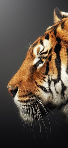 a close up of a tiger's face on a black background