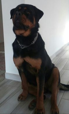 a large black and brown dog sitting on the floor