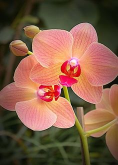 two pink orchids with yellow tips and green stems in the foreground, on a dark background