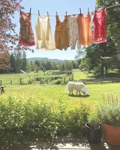 an animal that is standing in the grass near some clothes hanging from a line above it