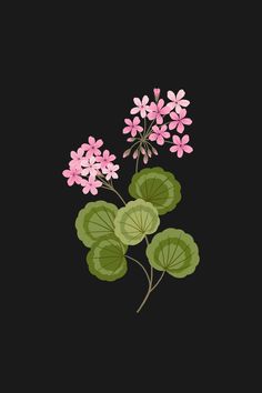 some pink flowers and green leaves on a black background