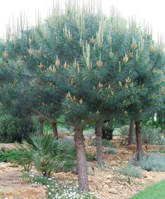 some very pretty pine trees in a big grassy area with rocks and grass on the ground