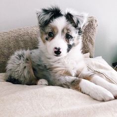 a small dog laying on top of a bed