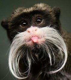 a close up of a monkey with a long white mustache