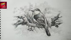 a pencil drawing of a bird sitting on a branch