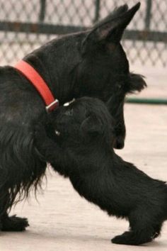 two small black dogs playing with each other