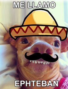 a dog wearing a sombrero on top of its head with the caption me llama