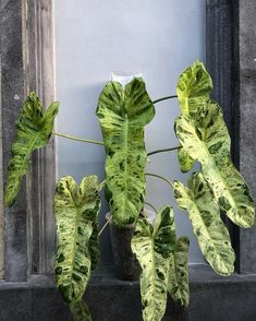 there is a plant with green leaves on the window sill