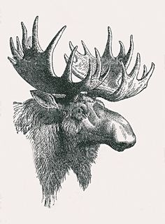 a moose's head with large antlers on it, vintage engraved engraving stock illustration