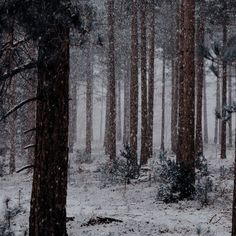 a forest filled with lots of trees covered in snow