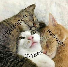 three cats laying next to each other with the caption hydrogen hydrogen hydrogen hydrogen hydrogen