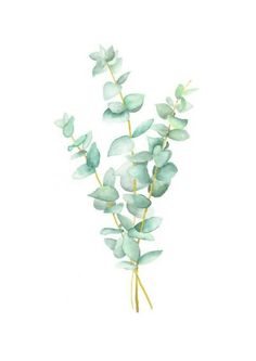 watercolor painting of eucalyptus leaves on white paper with gold trimmings and green stems