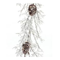 two pine cones hanging from a tree branch covered in snow on a white background with clippings