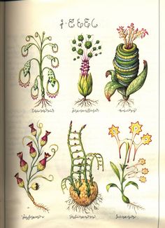 an old book with different plants and flowers