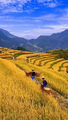 some people are working in a field with yellow grass and mountains in the back ground