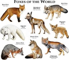 the different types of foxes of the world