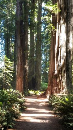 a dirt road surrounded by tall trees and ferns