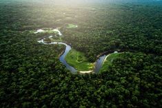 an aerial view of a river running through a lush green forest