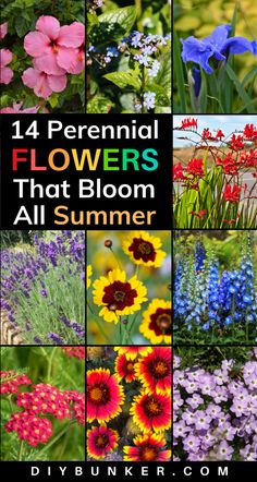 Rainbow Perennial Garden, Zone 7 Perrenial Flower Bed, Mid Summer Blooming Perennials, Oklahoma Perennial Garden, Easy Perennial Garden Ideas, Minnesota Flower Garden Ideas, Small Perennial Flower Bed Ideas, Perennial Wildflower Garden, Perinneal Garden Ideas