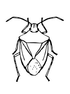 a bug that is drawn in black and white