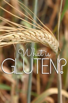 an image of what is gluten? written in white on a background of wheat stalks