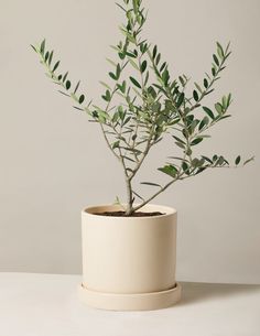 a small plant in a white pot on a table