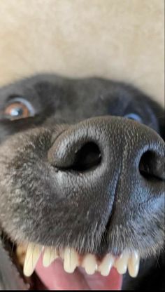 a black dog with its mouth open and it's teeth wide open, looking up at the camera