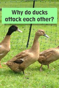 three ducks are standing in the grass near a fence with a sign that says, why do ducks attack each other?