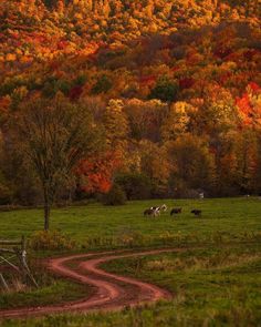 horses grazing in a field with trees and hills in the background