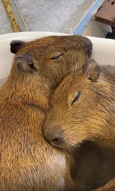 two capybaras cuddling in a tub with their heads close to each other