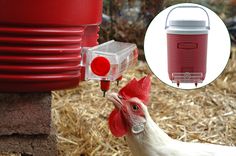 a red and white chicken is standing next to a plastic container with a lid on it