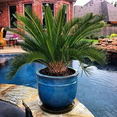 a potted plant sitting on the edge of a pool