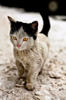 a black and white cat is walking on the ground in front of a car that says, nous avas decouvertt le plus grand secret sur la feree du milieu du millu