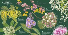 an illustration of different types of flowers and leaves