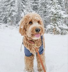 a brown dog standing in the snow with his tongue out and wearing a blue jacket