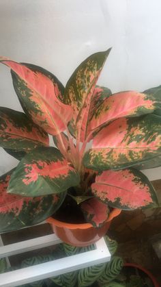 a potted plant with red and green leaves