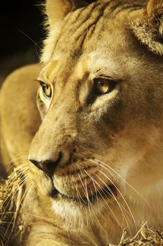 a close up of a lion laying in hay