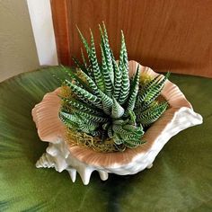 a small green plant sitting on top of a table