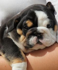 a small dog laying on top of a person's arm