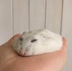 a small white hamster sitting on top of someone's hand with its eyes closed