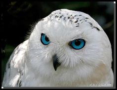 an owl with blue eyes is looking at the camera and has a caption that reads, la saabdura solo se obliene a traves de la experiencia