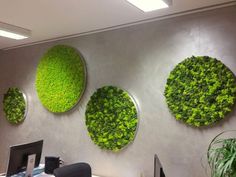 three circular green plants are mounted on the wall above a computer desk in an office