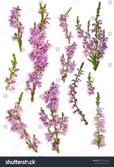 purple flowers are shown on a white background