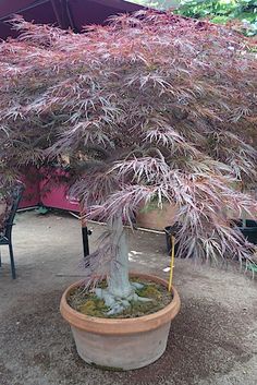 a bonsai tree in a pot with purple leaves on the top and bottom branches