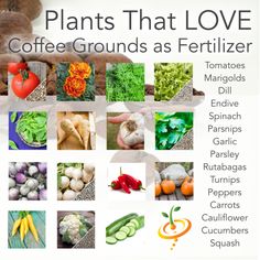 there are many different types of plants that love coffee grounds as fertilizer