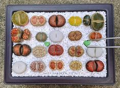 an assortment of different types of sea shells on display in a tray with white rice