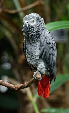 a grey and red parrot perched on a branch